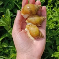 پک اقتصادی ۱۰تایی و ۳ تایی حلزون آلبینو