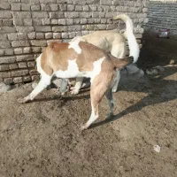 1عددسگ گله بفروش میرسد