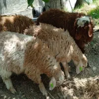 ذبح دام// گوسفند//گوساله زنده