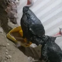 بوقلمون برنز|حیوانات مزرعه|گرگان, |دیوار