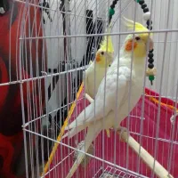 عروس هلندی