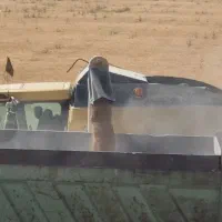 فروش یونجه انباری،جو وبذریونجه|خدمات باغبانی و درختکاری|شراء, |دیوار