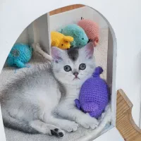 گربه بیریتیش سیلور