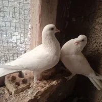 کبوتر
