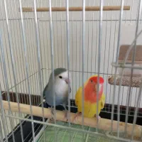 یک جفت طوطی برزیلی