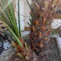 یک پاجوش برخی اصل برای فروش|گل و گیاه طبیعی|خرمشهر, |دیوار