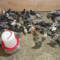 مرغ و جوجه محلی