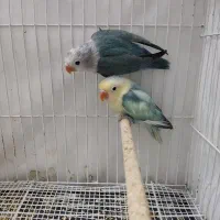 جوجه کوتوله دوماهه  دونخور