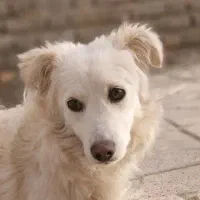 سگ گمشده
