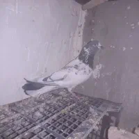 پرنده|پرنده|امیرآباد, |دیوار