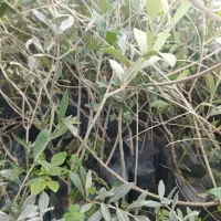 نهال های زیتون خوراکی پاکتی اصلاح شده باردار|خدمات باغبانی و درختکاری|کرمانشاه, |دیوار