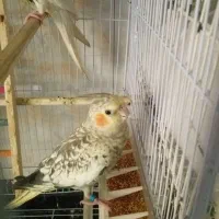 عروس هلندی