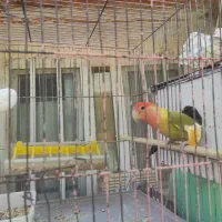 پرنده گمشده