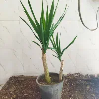 گل و گیاه یوکا سرشاخ