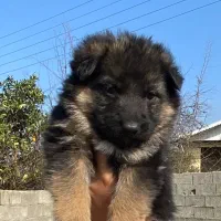 ژرمن شپرد شولاین