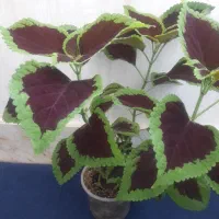 فروش گل های زیبا طبیعی