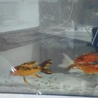 ماهی کوی|ماهی|نسیمشهر, |دیوار