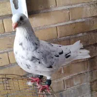 نر کوهی مست|پرنده|شوش, |دیوار