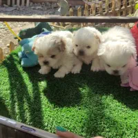 توله پکنیز نر و ماده