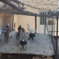 کبوتر پرشی و تزیینی