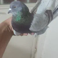 کفترگرو|پرنده|گرگان, |دیوار