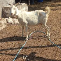 فروش بزشیری