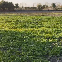 نهال کاهو|خدمات باغبانی و درختکاری|سرخنکلاته, |دیوار