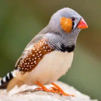 دو عدد فنچ نر گینگ تازه بالغ