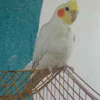 عروس هلندی نر