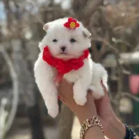 سگ آپارتمانی.پامر عروسکی.پاکوتاه.بدون واسطه شیراز