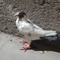 کفتر یا کبوتر