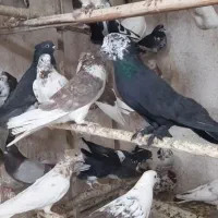 کبوتر پرشی گرو