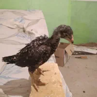 جوجه لاری حدودا چهل روزه