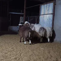 بره ی نر 52078