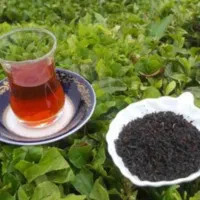 چای بهاره گیلان