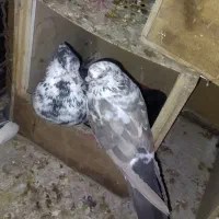 تعدادی کبوتر