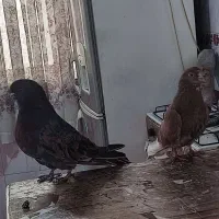 یه جفت کفتر عتیقه کم یاب به شرط پرش