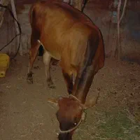 دوتا گاوگوستر برای قربانی