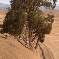 نیازمند کمک