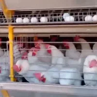 مرغ تخمگذار|حیوانات مزرعه|کهنوج, |دیوار