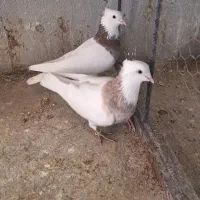 کبوتر طوقی،پشت دار،دم سیاه