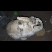 خرگوش سفید گمشده - مژدگانی میدم