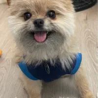 پامر عروسکی ماده سایز کوچیک