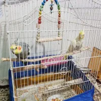 جفت مولد عروس هلندی سخنگو ۵۰ کلام جوجه داده|پرنده|پاکدشت, خاتون آباد|دیوار