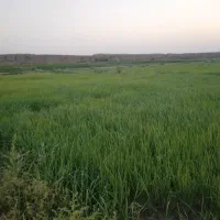 برنج هاشمی اصل دره یورد مغان