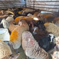 گوسفند زنده به شرط شکم خالی و چاق بودن بره