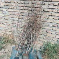 باغ پسته و گردو میخوای بزنی نهال آماده داریم