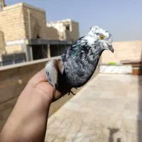 سرورنر سوسکی ماده گمشده|پرنده|نسیمشهر, |دیوار