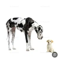 سگ پیدا شده فردیس