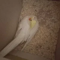 دوجفت مولد کار داده